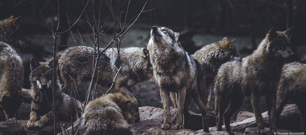 howling wolves