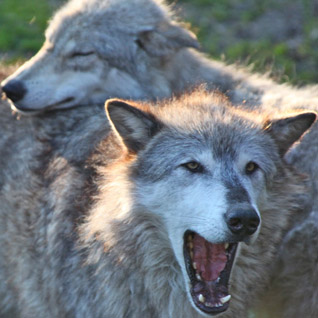 A win for wolves in Wisconsin while Washington falls short | Speak for