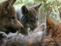 February Wolf Update